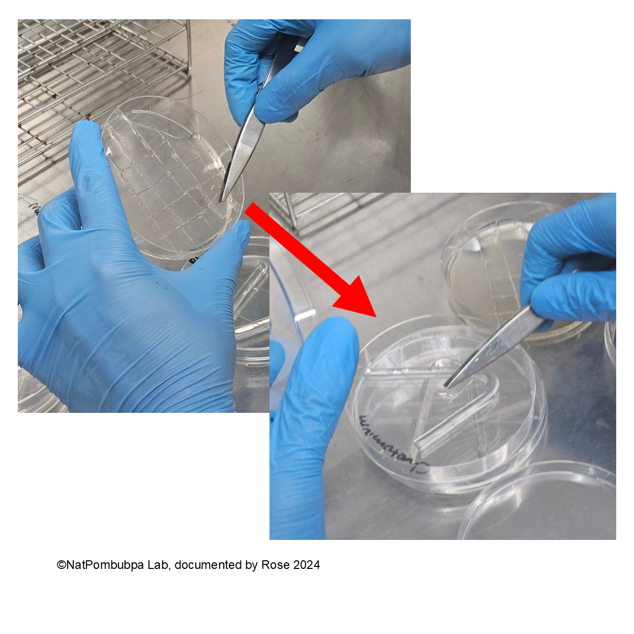 Figure 3. NatPombubpa Lab documentation