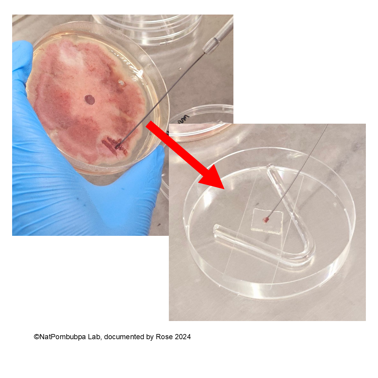 Figure 4. NatPombubpa Lab documentation