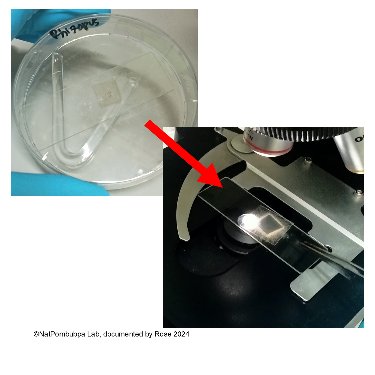 Figure 6. NatPombubpa Lab documentation
