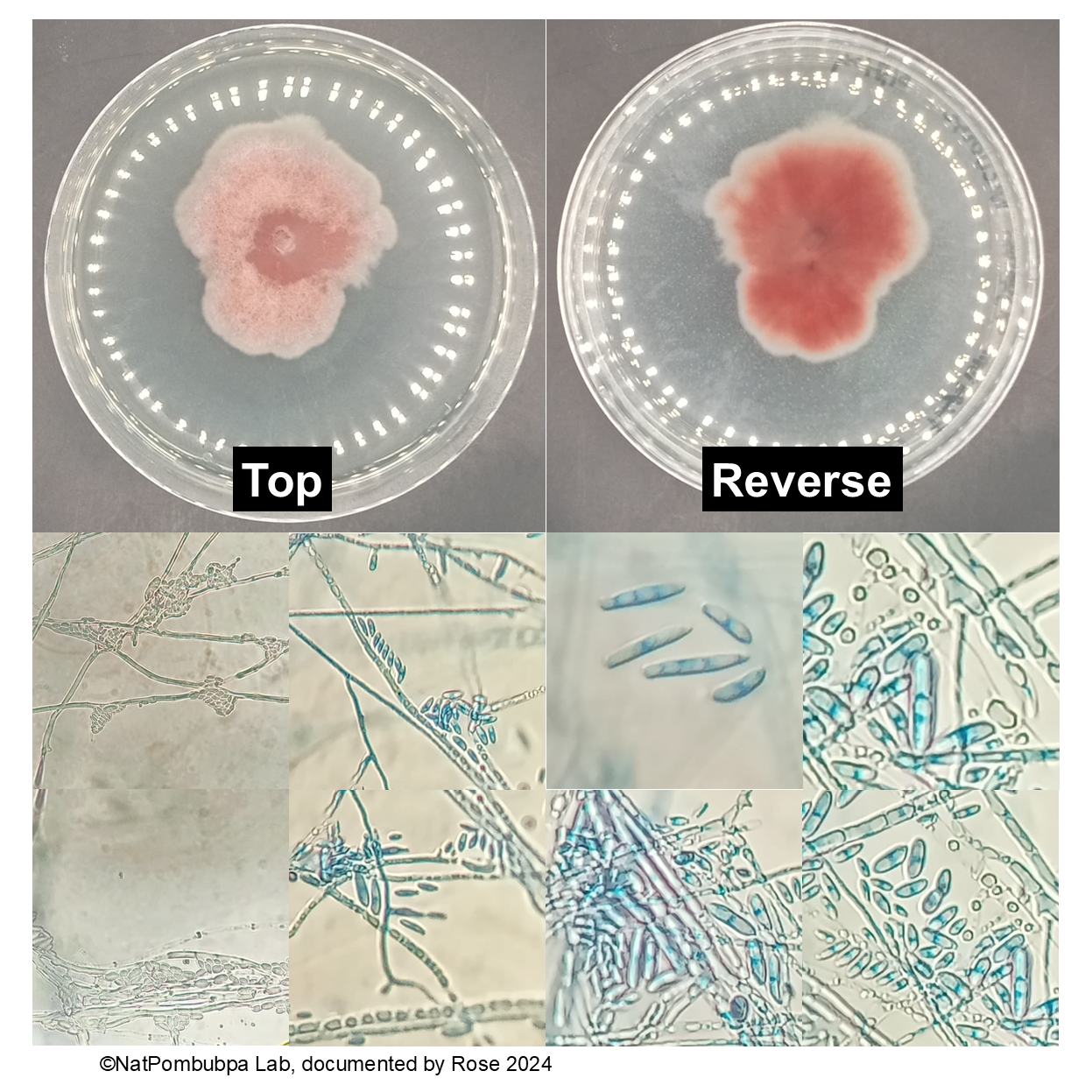 Figure 1. Fusarium oxysporum f. sp. lycopersici DOAC 0874 MSCU 0232