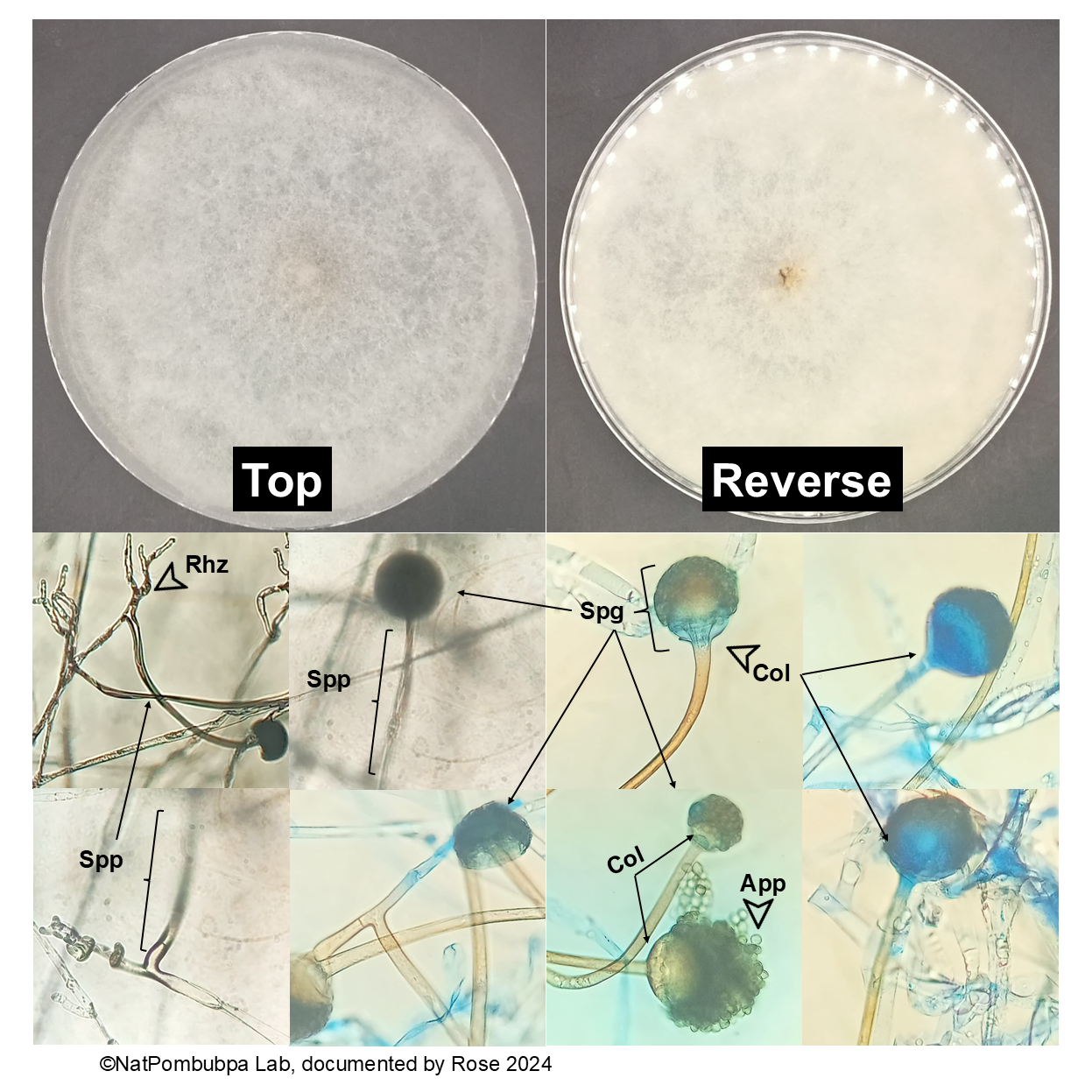 Figure 3. Mucor rouxii MSCU0009. Cell structures: Aseptate hyphae, App Asexual spore, Col Columella spherical dome-shaped , Rhz Rhizoid seems hyphae-like than Rhizopus , Spg Sporangium, Spp Sporangiophore.