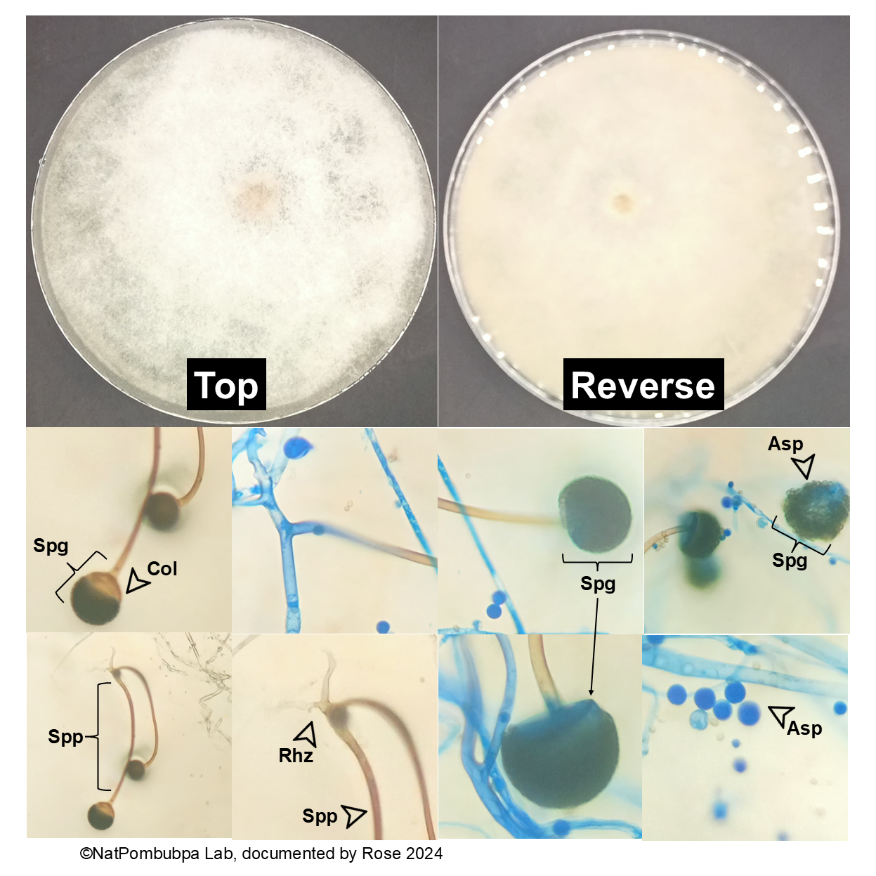 Figure 4. Rhizopus sp. MSCU0015. Cell structures: Aseptate hyphae, Asp Asexual spore, Col Columella spherical dome-shaped , Rhz Rhizoid seems root-like than Mucor , Spg Sporangium, Spp Sporangiophore.
